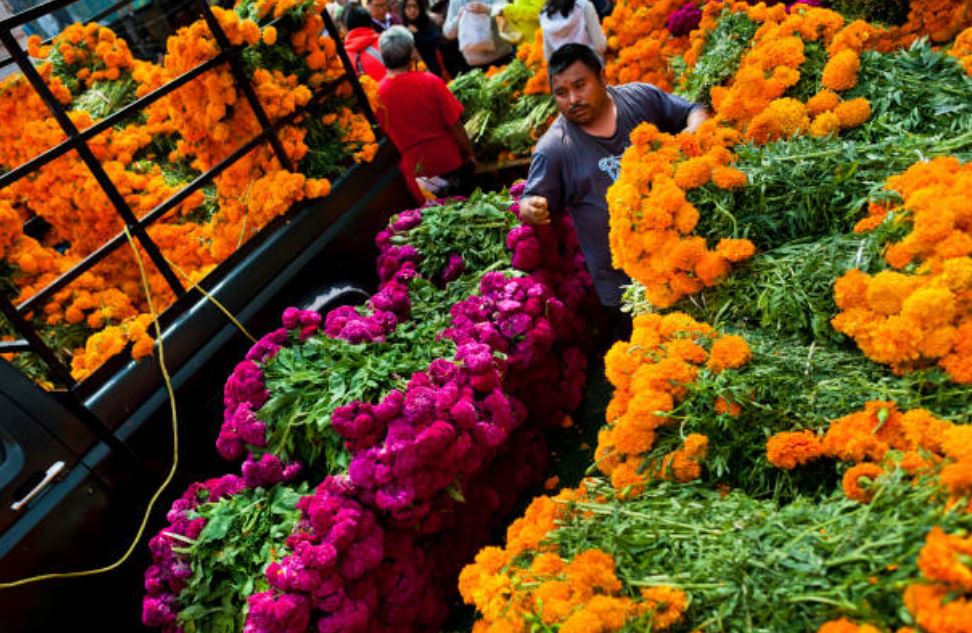 Productores siembran más de 250 hectáreas de flor de cempasúchil en Puebla