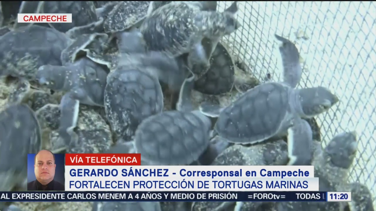 Fortalecen Protección Tortugas Marinas Campeche