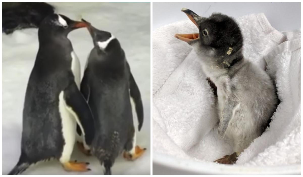 Pareja Pingüinos Mismo Sexo Nace Hijo
