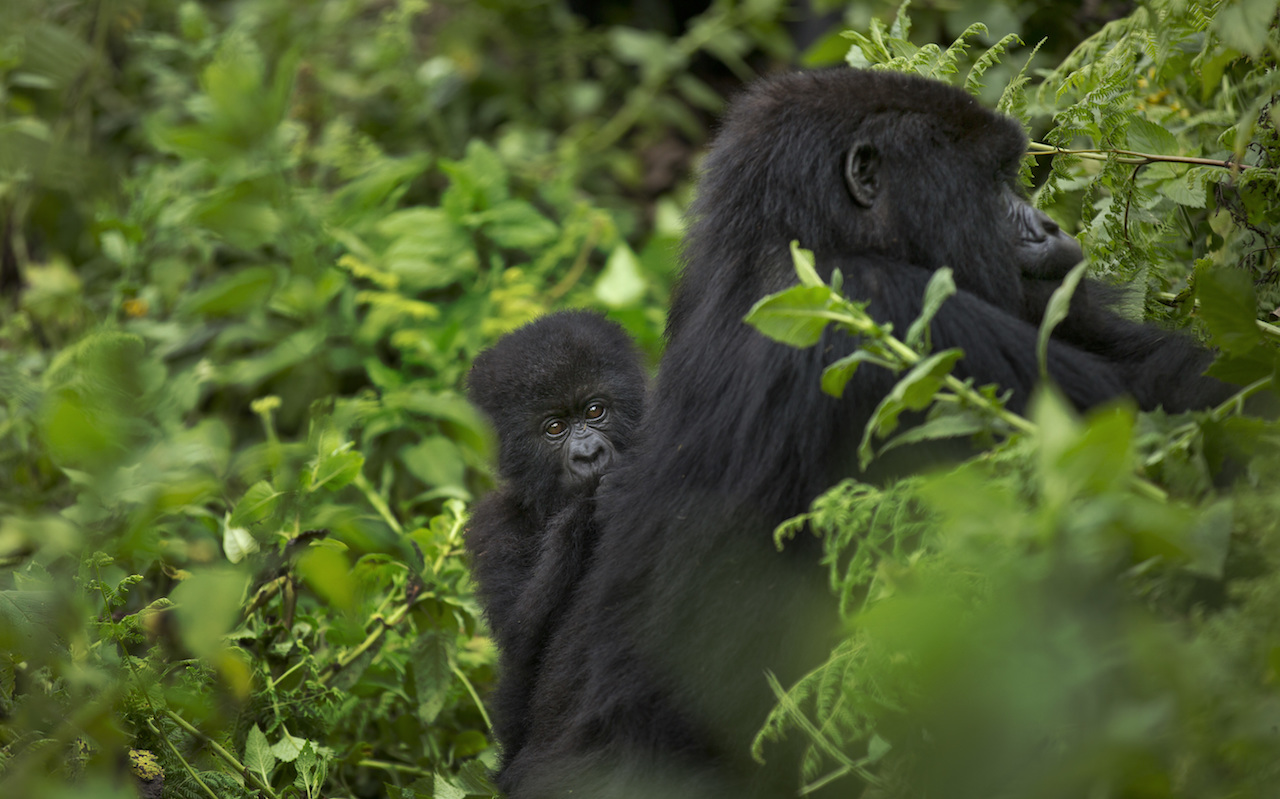 ¿Por qué los gorilas machos pasan tanto tiempo con las crías, incluso las que no son suyas?