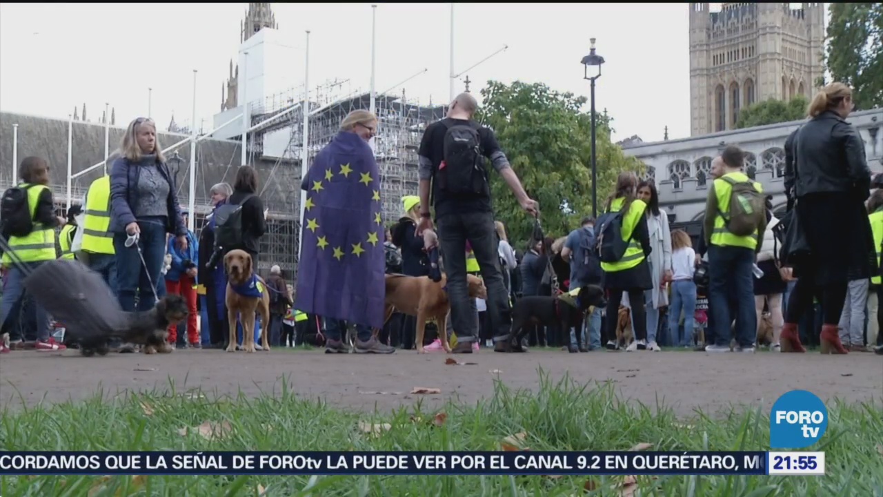 Guareferendum Contra El Brexit Más De 3 Mil Perros Reino Unido Unión Europea