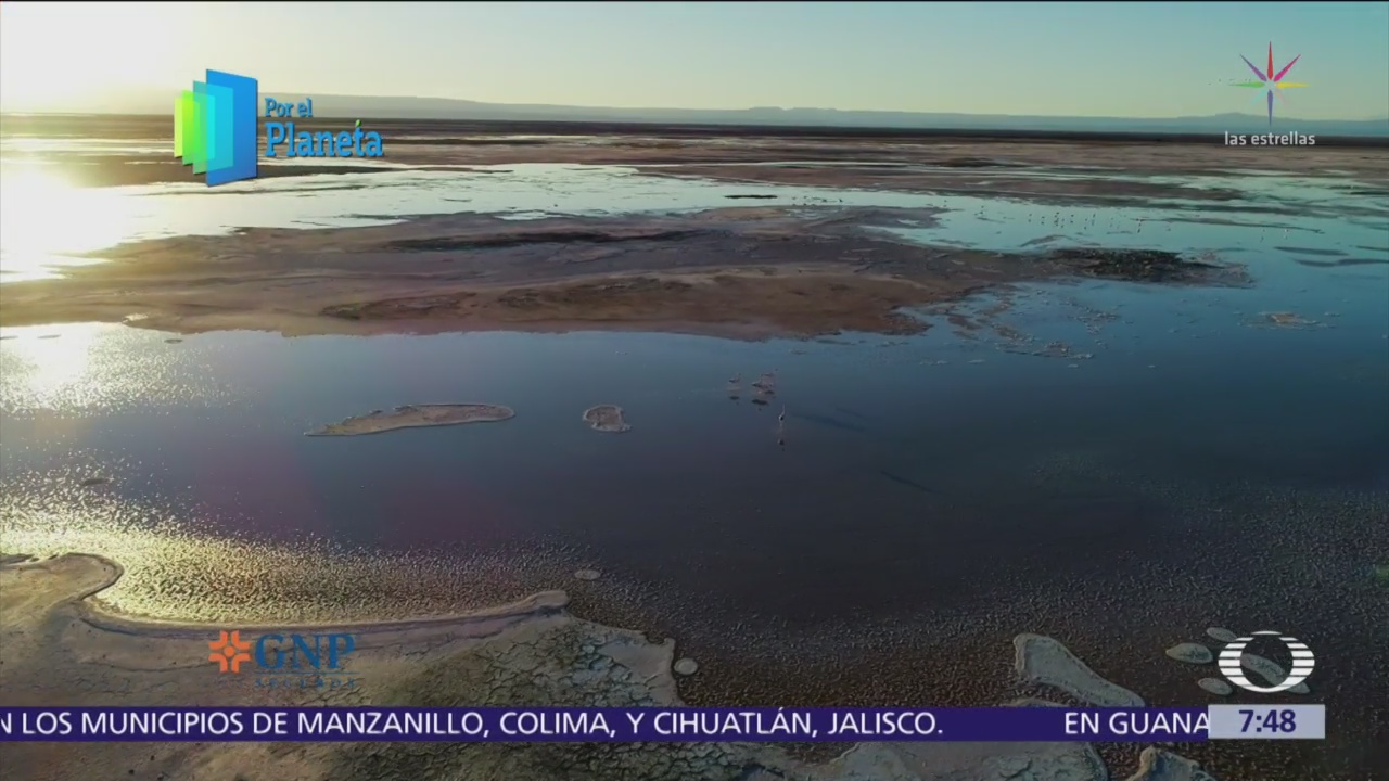 Lagunas altiplánicas, fuente de vida en el desierto de Atacama