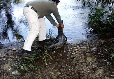Liberan a tortuga blanca rehabilitada y a cocodrilo en Campeche
