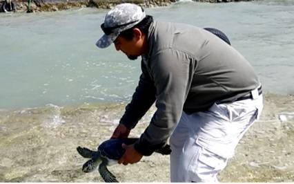 Liberan a tortuga blanca rehabilitada en Campeche
