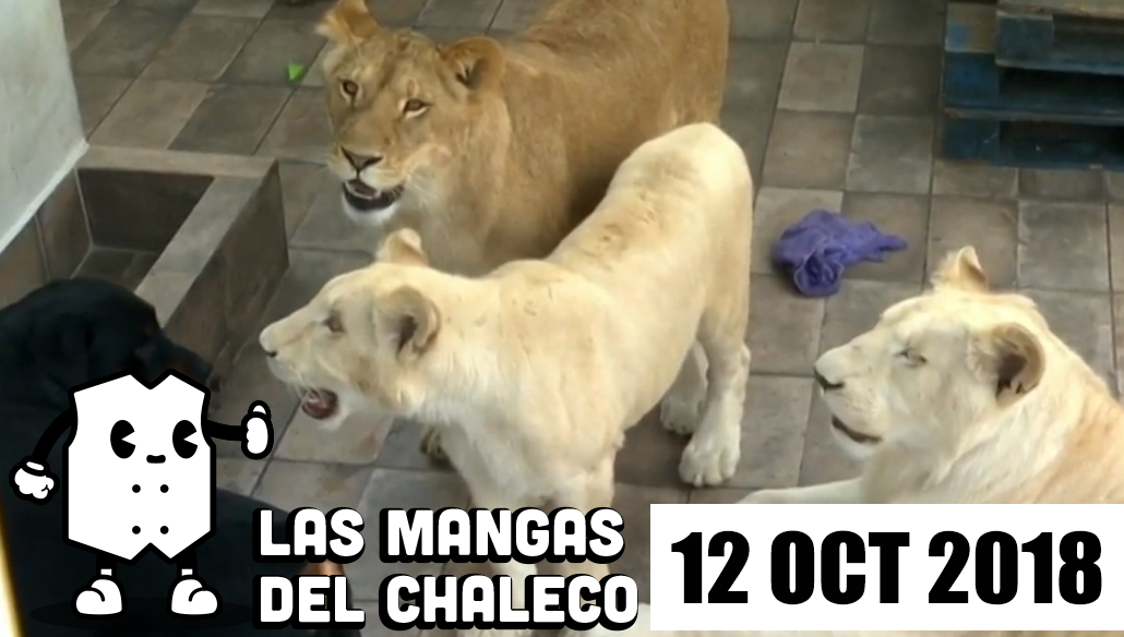 Las Mangas del Chaleco: Lady Martillo, las declaraciones de Madrazo y los leones chilangos en cautiverio