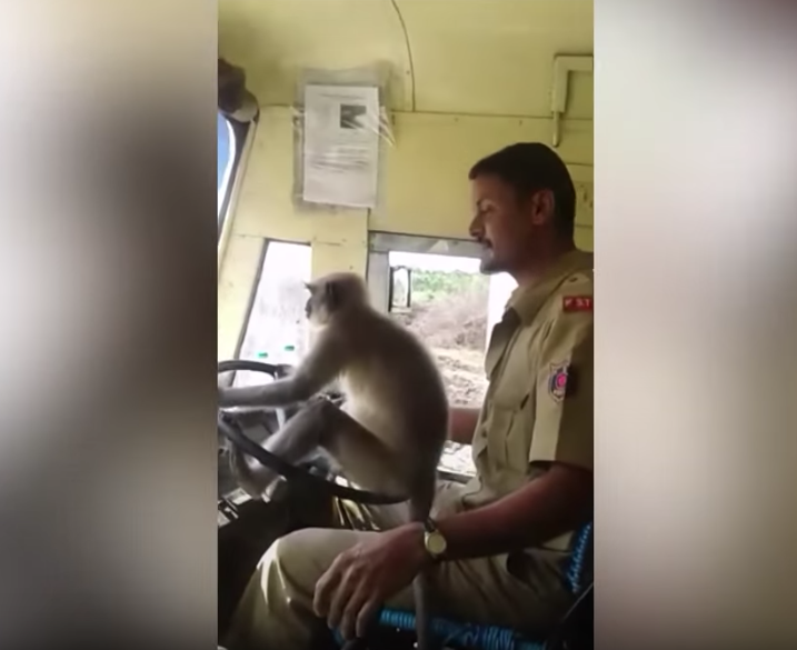 Chofer De Autobús Deja A Mono Conducirlo, Mono Manejando Camión, Mono, Monos, India, Autobús