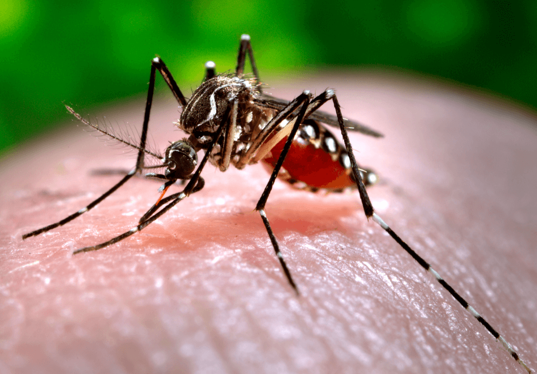 Dengue: Confirmados dos casos del virus contraído en España
