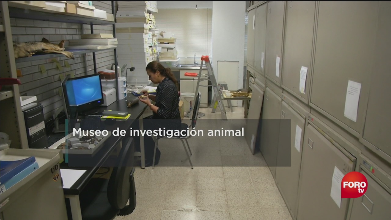 Museo Zoología Alfonso Herrera Departamento De Biología Evolutiva Facultad De Ciencias De La Unam
