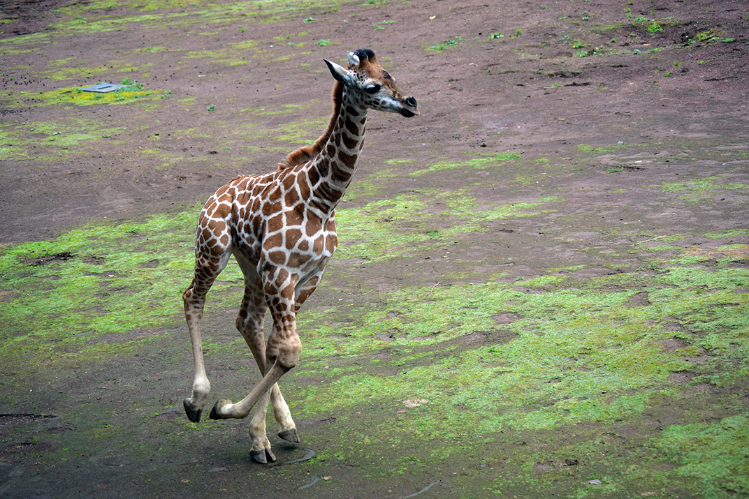 FOTOS: Zoológico de Chapultepec tiene nuevo habitante: una jirafa recién nacida
