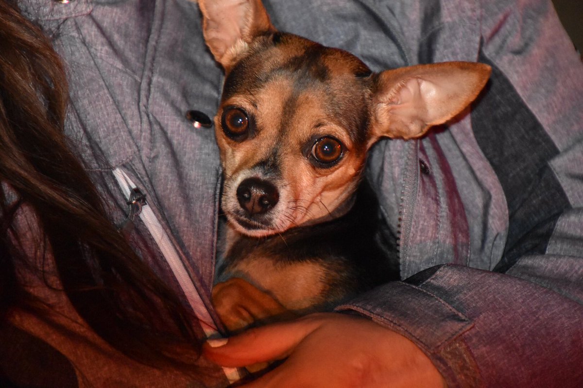 Perrita Chihuahua salva a su dueña de morir quemada por un incendio