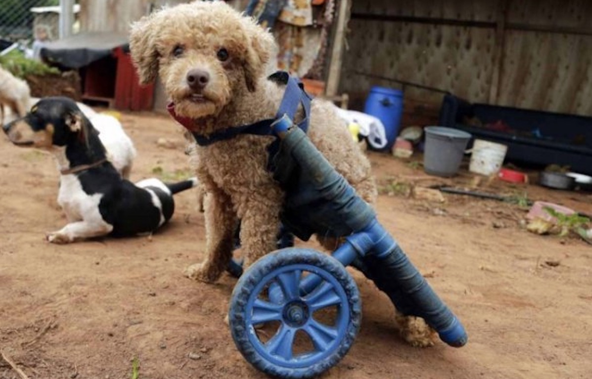 Mujer fabrica sillas de ruedas para perritos discapacitados con material reciclado