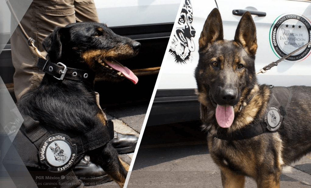 PGR recibe 30 perros que buscan drogas y restos humanos