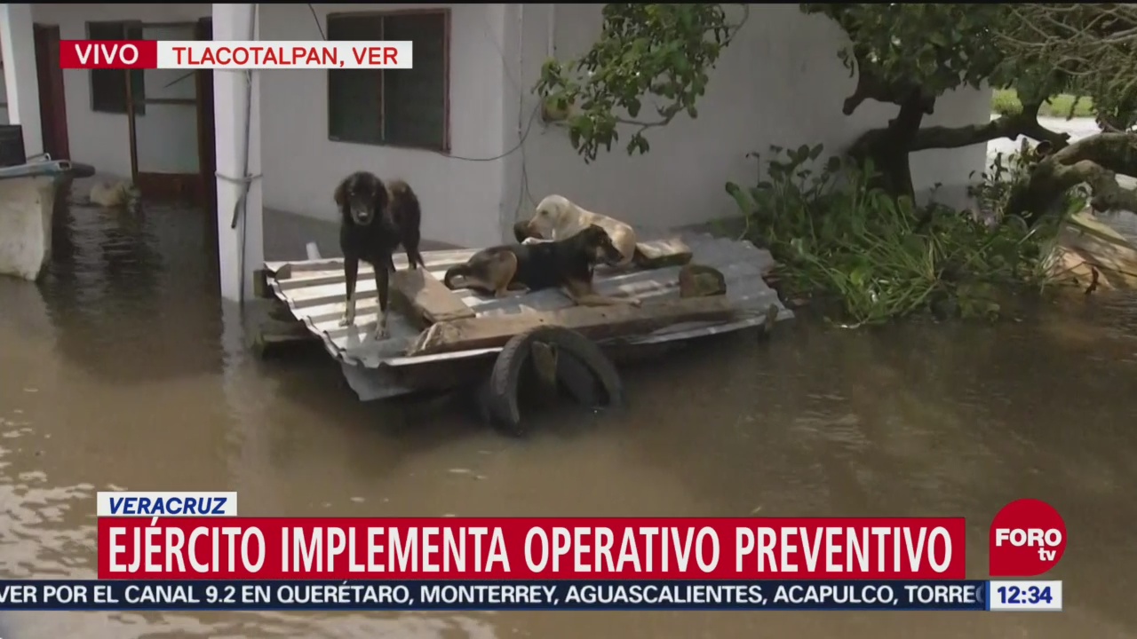 Perros no abandonan casa y la vigilan a pesar de las inundaciones por el desbordamiento de los ríos Papaloapan y San Juan, en Tlacotalpan