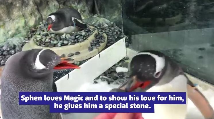 pingüinos macho se convierten en padres en acuario de sidney