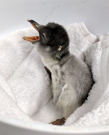 Pingüinos macho se convierte en padres en el Acuario de Sídney