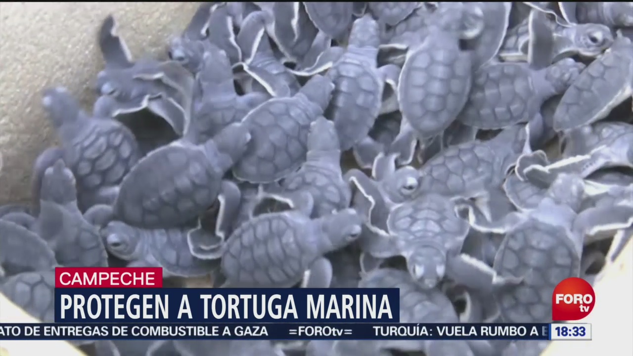 Poblaciones de tortuga marina se recuperan en Campeche
