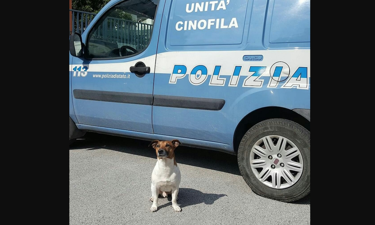 Mafia Recompensa Cabeza Perro Policía Pocho
