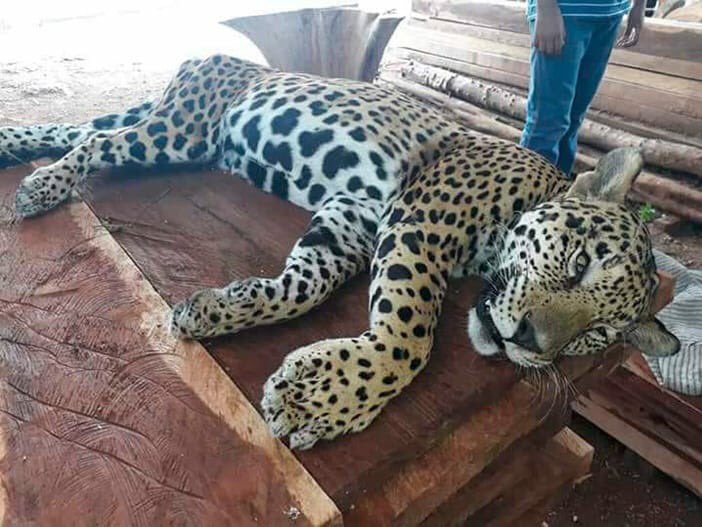 Profepa investiga supuesta muerte de jaguar