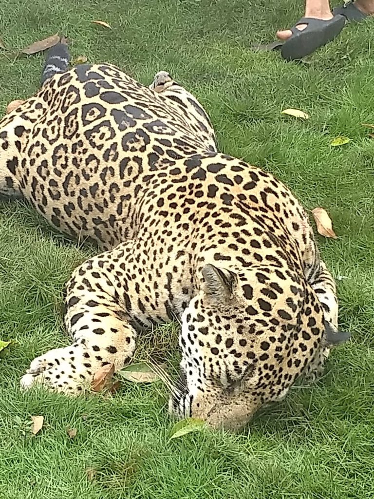 Profepa investiga supuesta muerte de jaguar