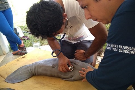 Rescatan a cría de manatí en Chiapas