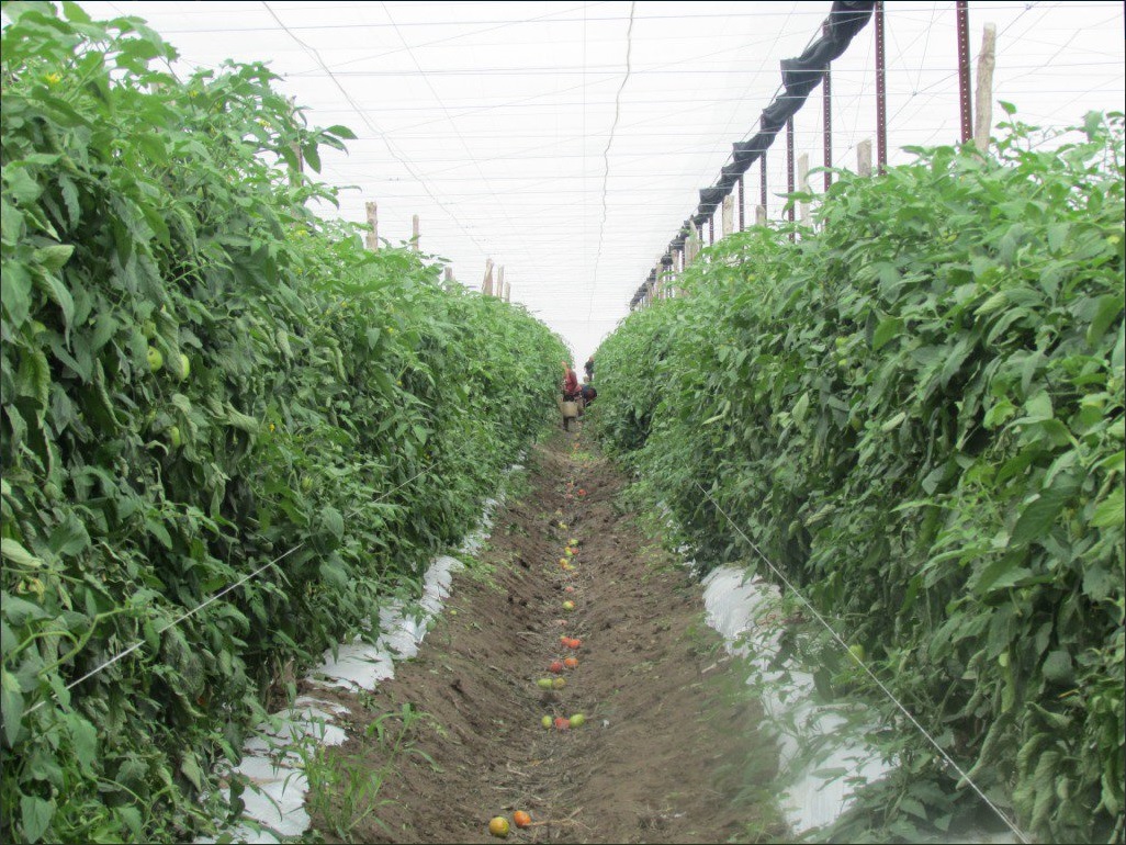 San Luis Potosí cosecha toneladas de tomate con agricultura protegida