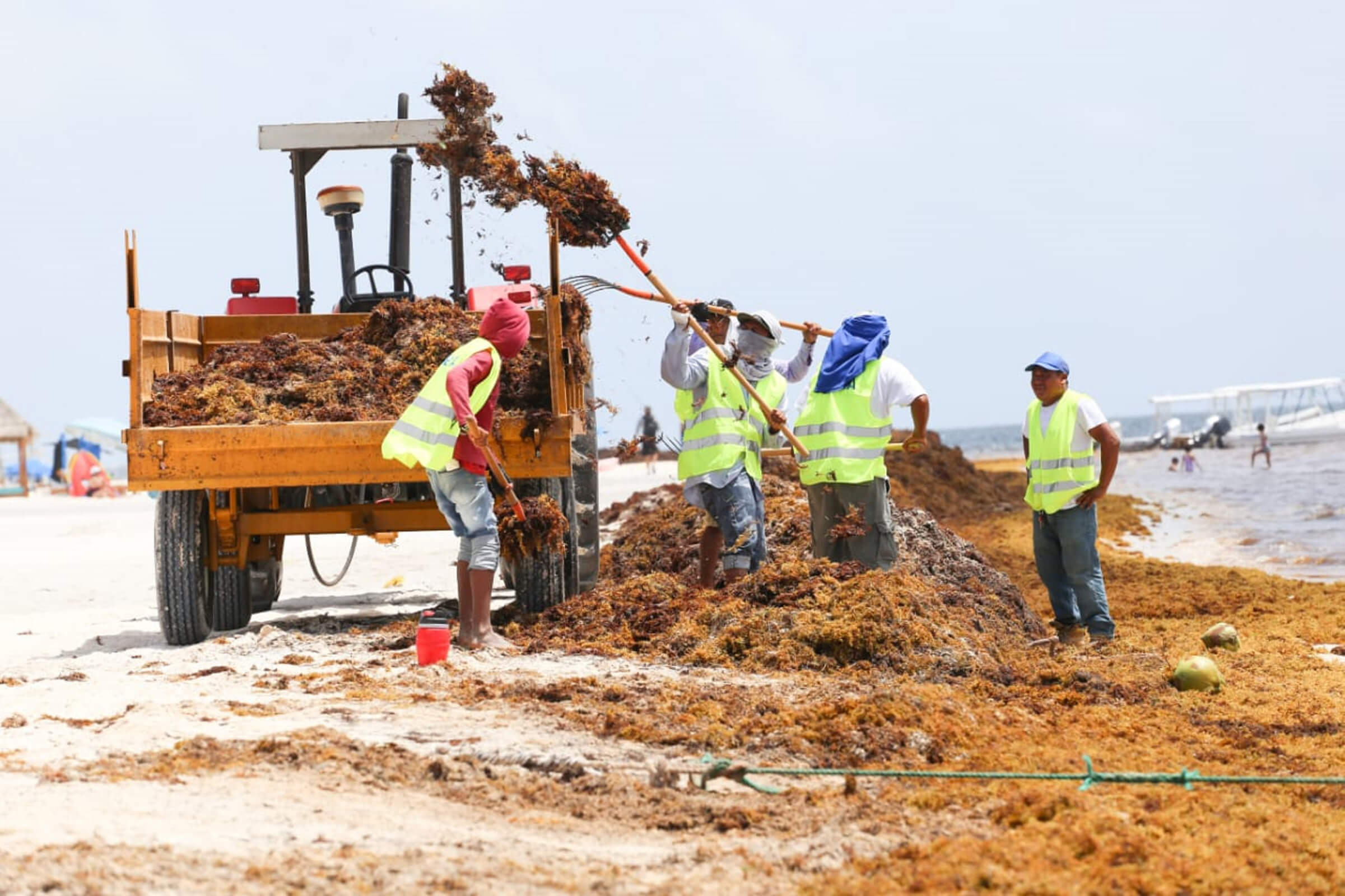 Sargazo en Cancún; recolectan 150 mil toneladas en 4 meses