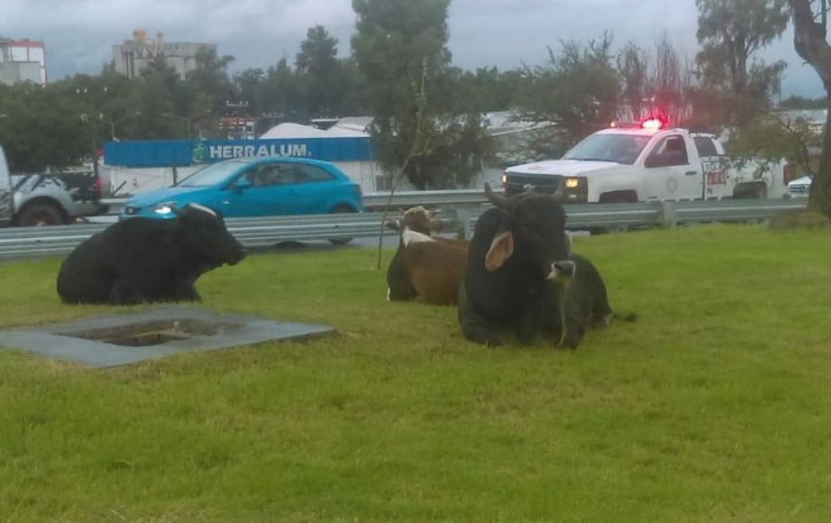 Dos toros y una vaca desquician el tráfico en Guadalajara, Jalisco