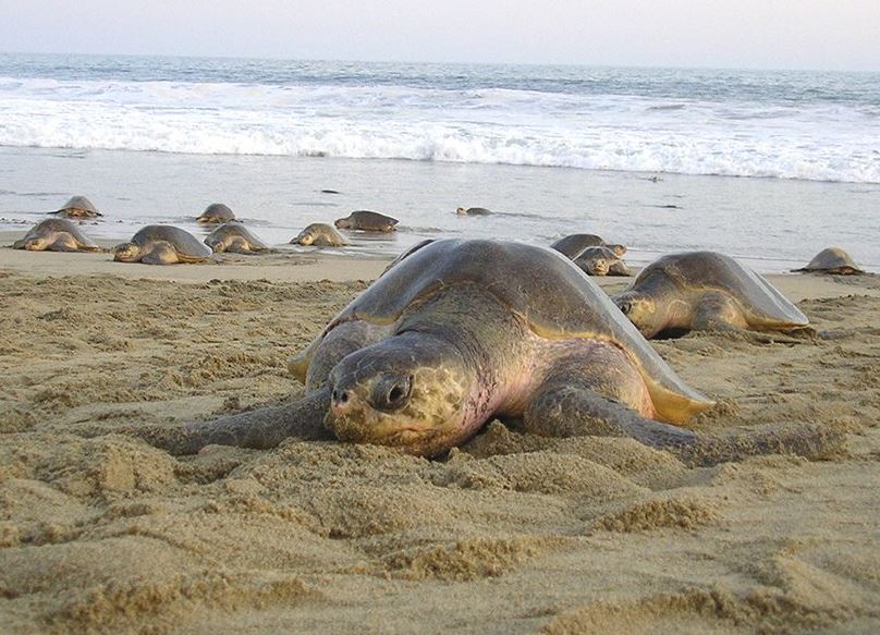 Miles de tortugas golfinas llegan a las playas de Oaxaca