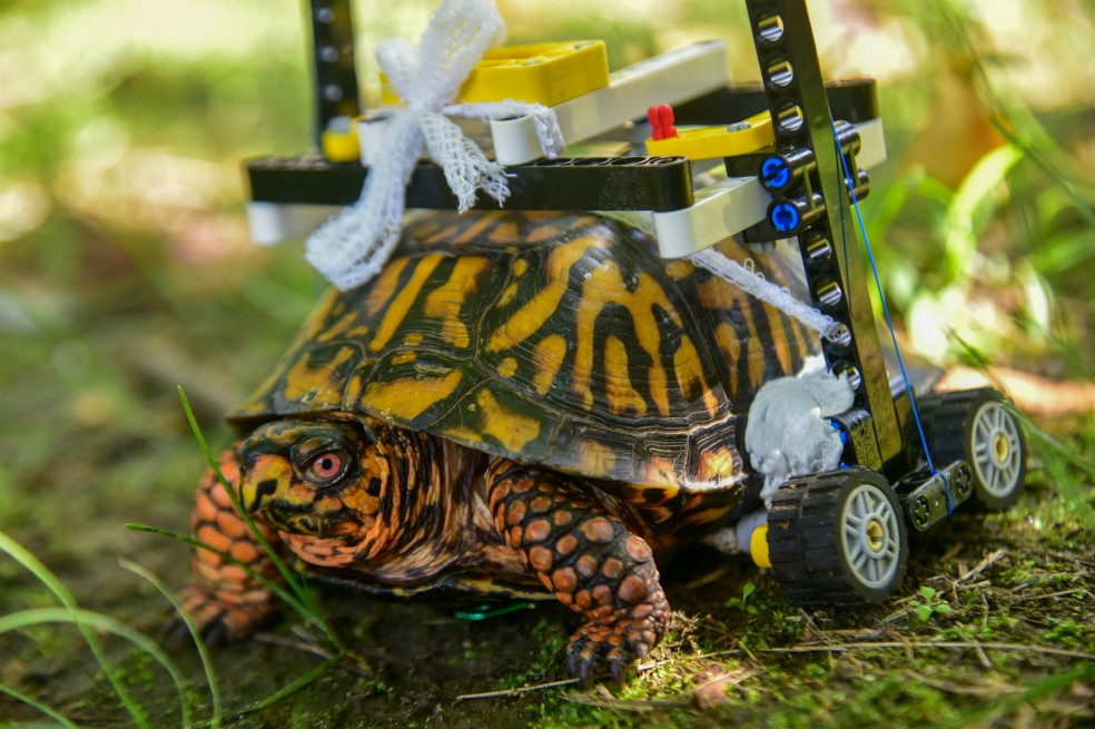 Video: Tortuga vuelve a caminar gracias a silla de ruedas hecha con juguetes