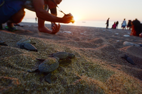 Tortugas marinas Campeche; se recuperan poblaciones