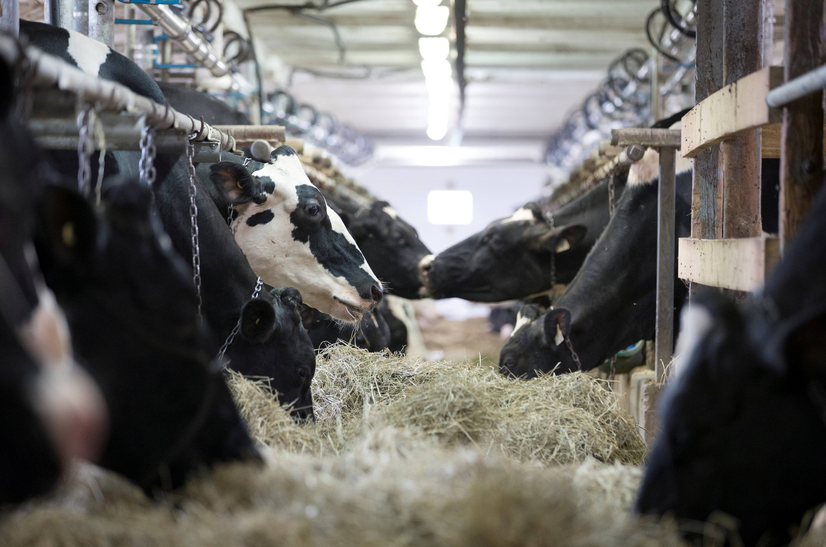 vaca-industria-carne-contaminacion-cambio-climatico-lacteos-vacas