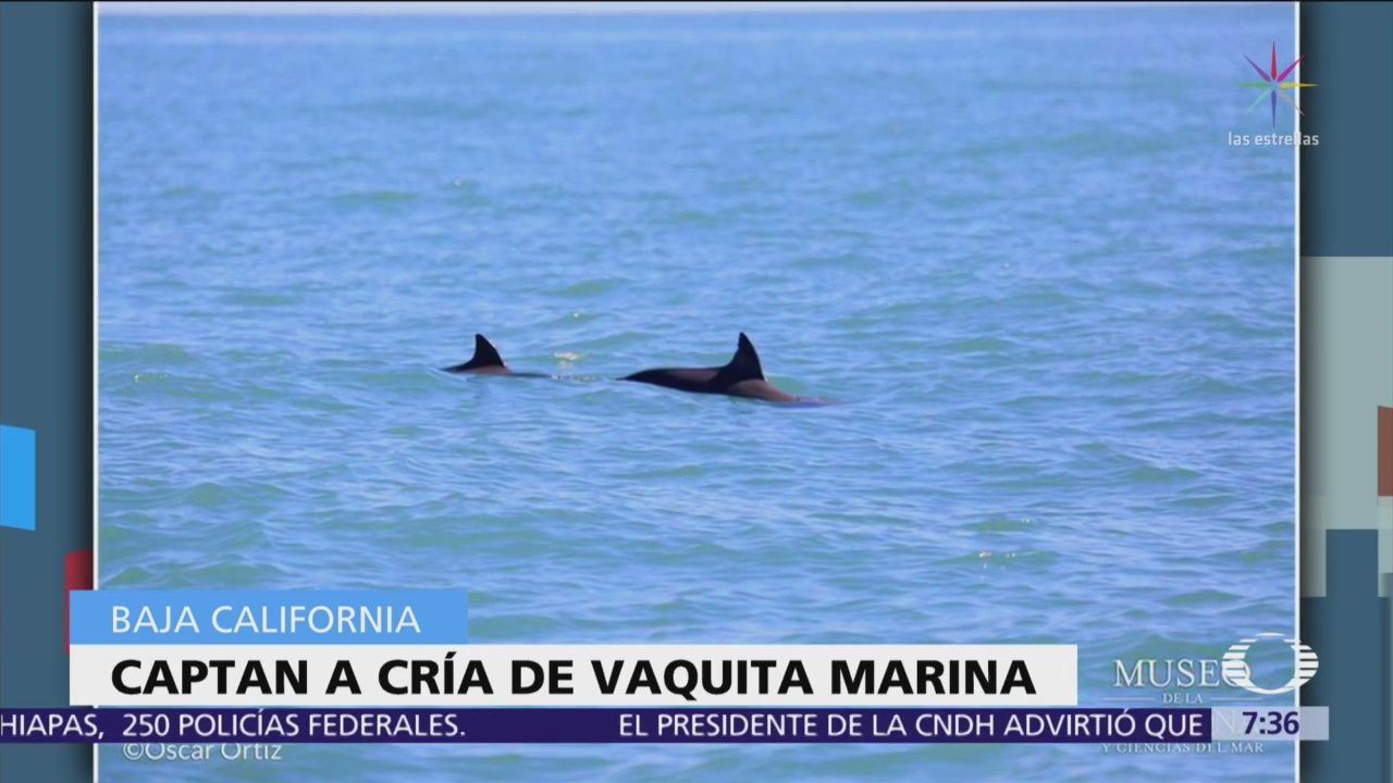 Vaquita marina y cría son avistadas en Alto Golfo de California
