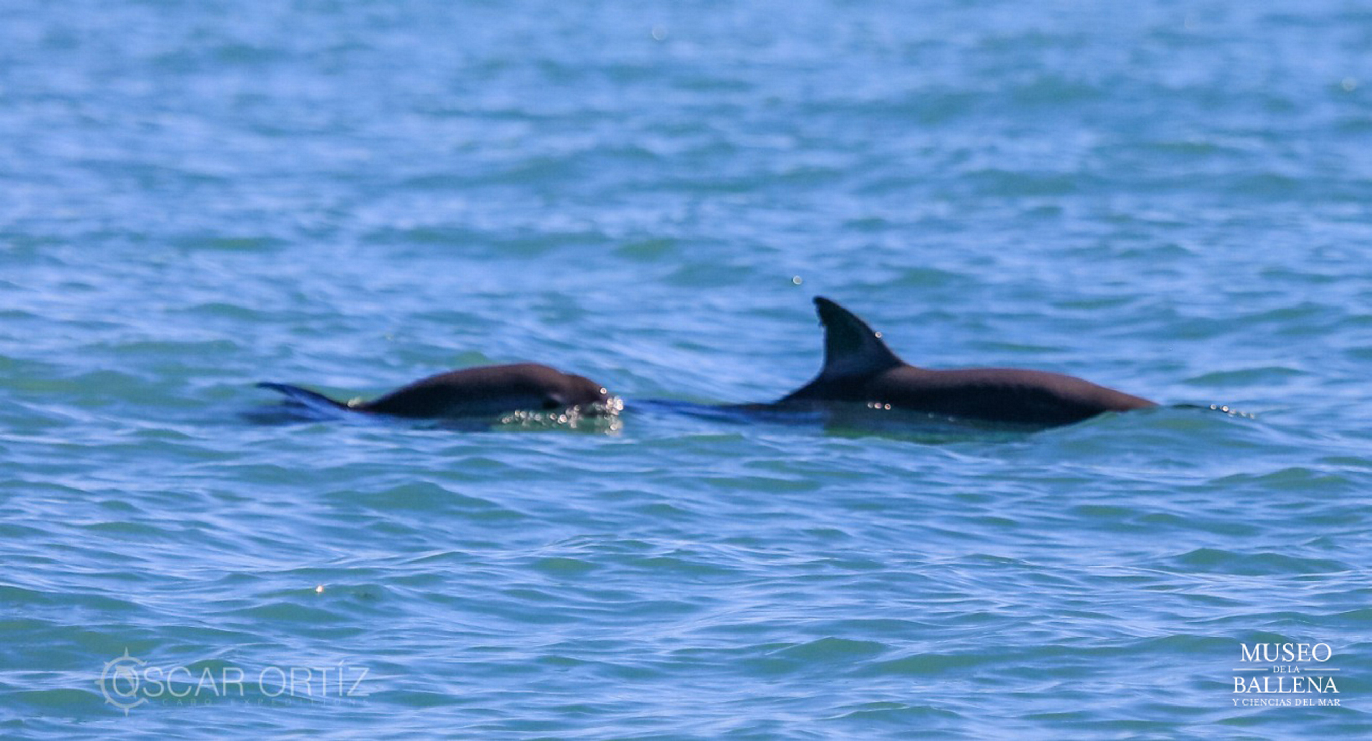 Captan avistamiento de seis vaquitas marinas en Golfo de California