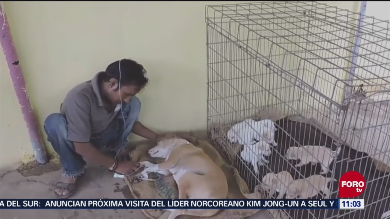 Abandono y maltrato animal en México