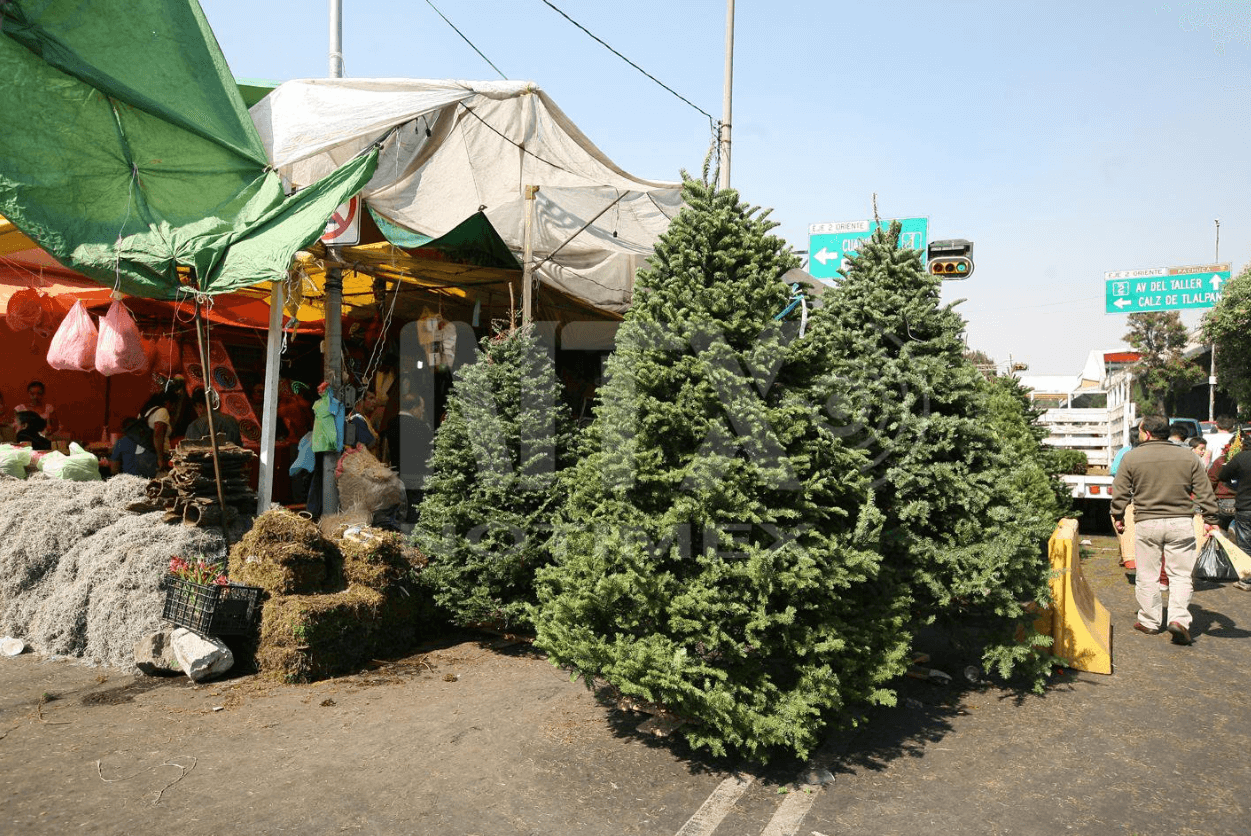 Inicia la búsqueda del perfecto árbol de Navidad en mercados