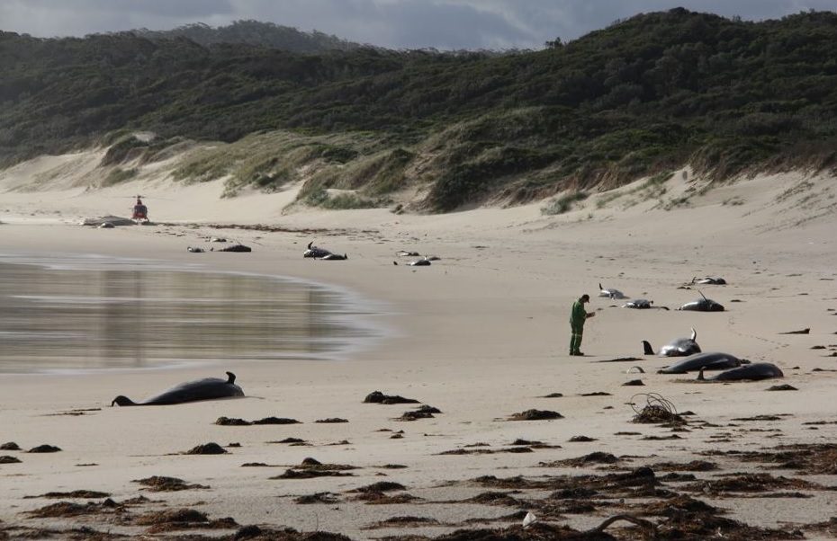 Mueren 28 ballenas tras quedarse varadas en Australia