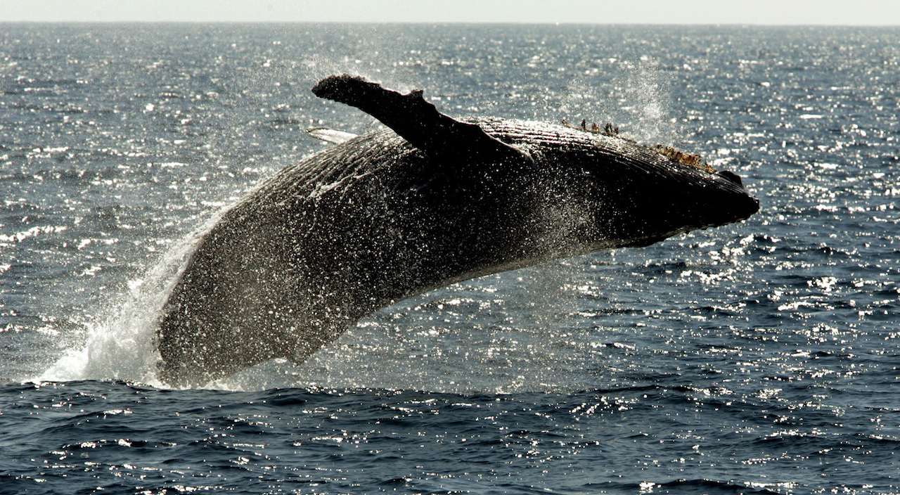Lo que los tapones de cera de las ballenas revelan sobre los efectos del cambio climático