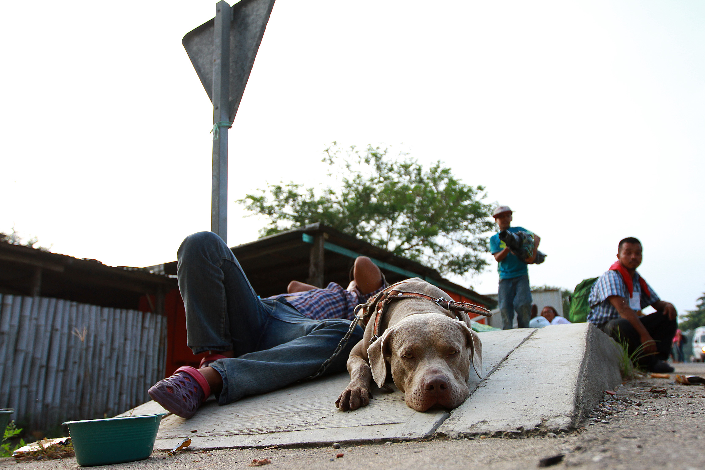 Bolillo, perro migrante que busca el sueño americano