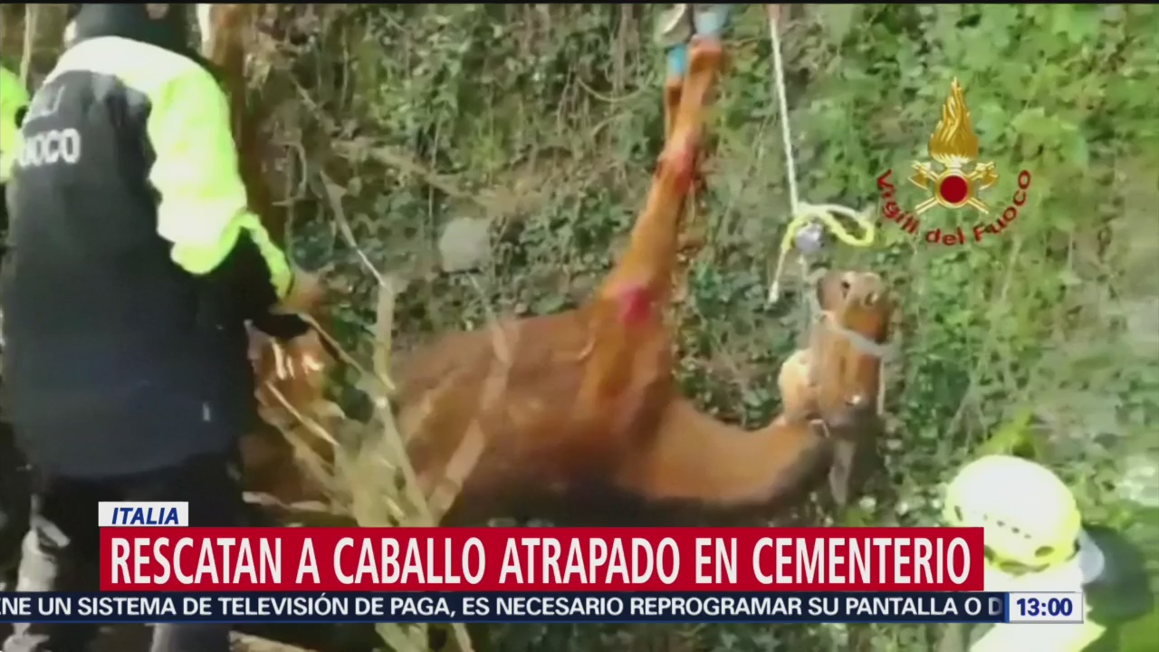 Bomberos italianos rescatan a un caballo de un cementerio