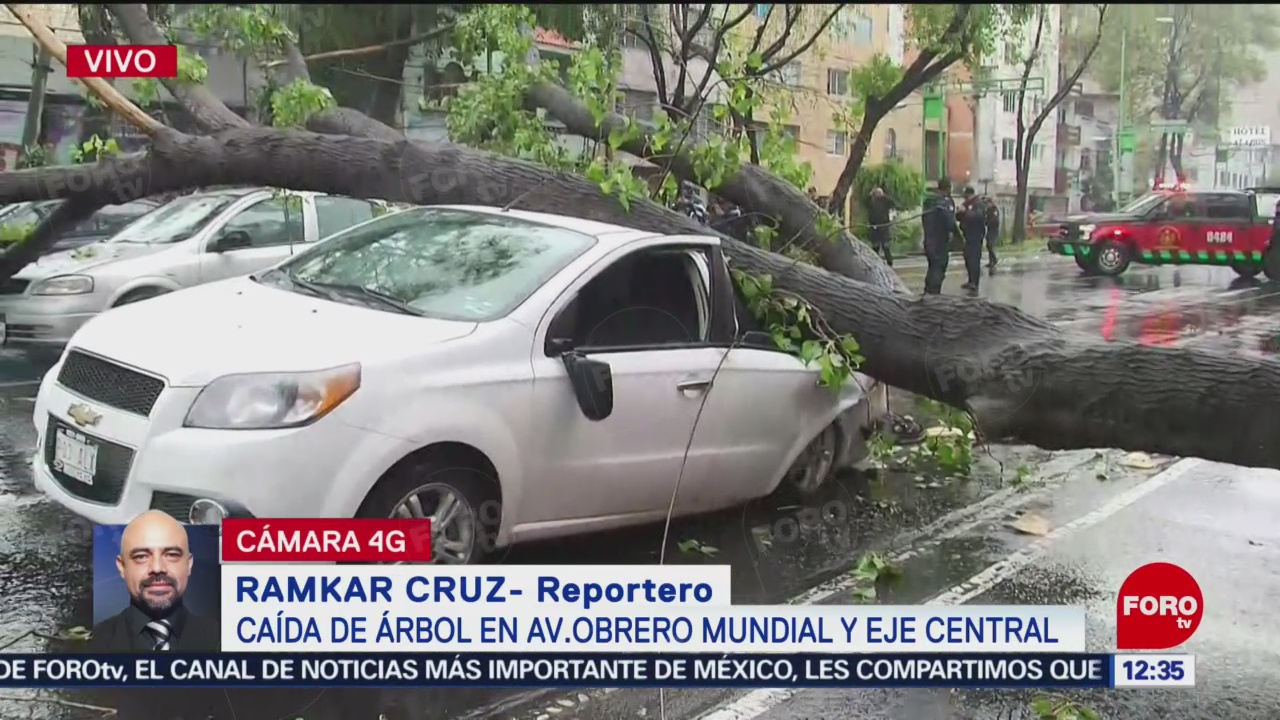 Caída de árbol afecta a tres autos en avenida Obrero Mundial, CDMX