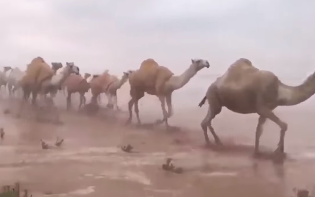 Arabia Saudita: camellos en desierto inundado son grabados