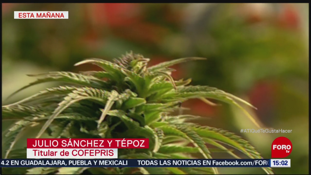 Cofepris libera 38 permisos para productos con cannabis