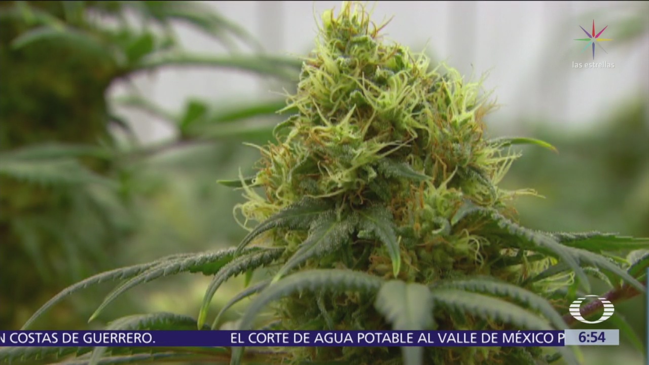 Cofepris presenta lineamientos para uso lúdico de la marihuana