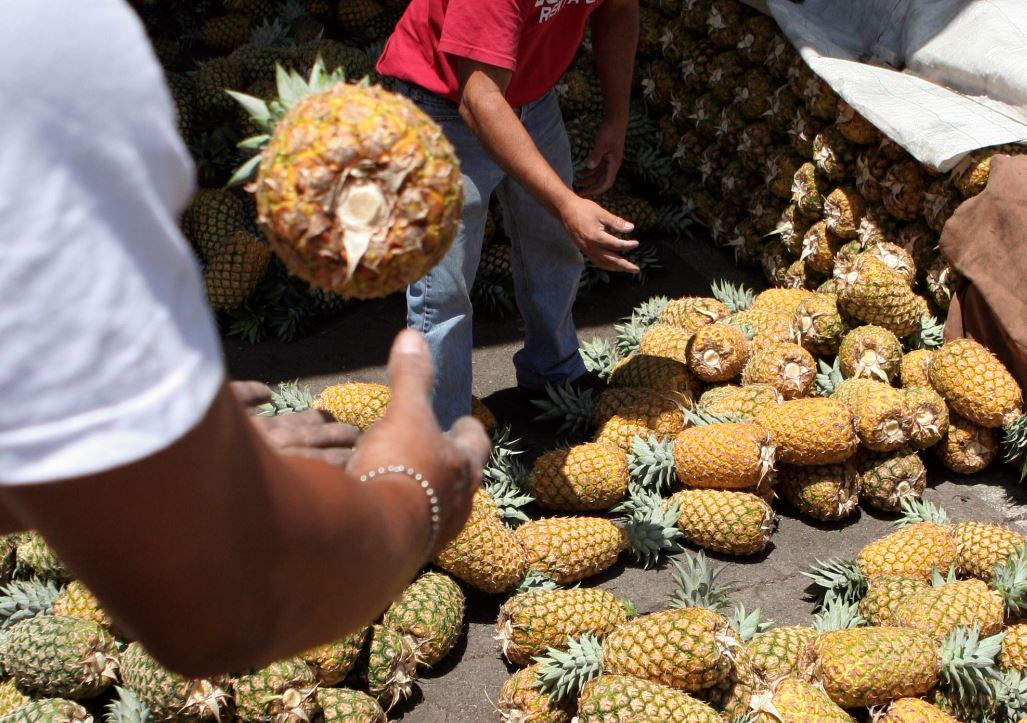 Costa Rica es uno de los principales países exportadores de Piña en el mundo (AP Images Archivo)