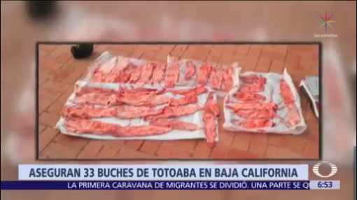 Detienen a hombre con 33 buches de totoaba en Baja California