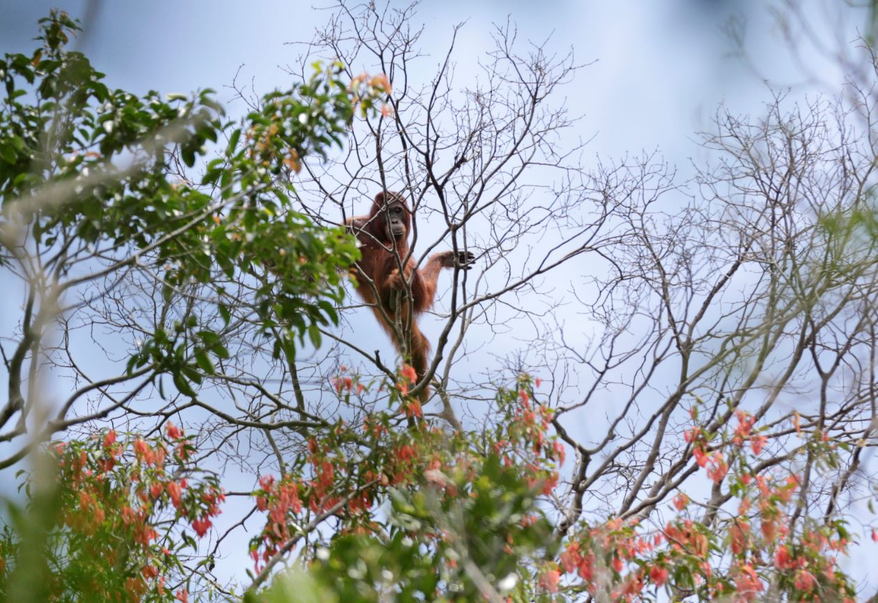 El orangután es una de las especies en peligro de perder su hábitat a causa de la tala por el cultivo de aceite de palma en Asia y Oceanía (AP Images)