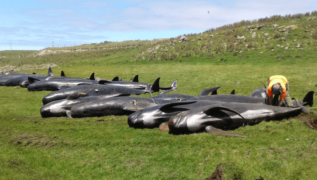 Mueren 51 ballenas piloto al quedar varadas en Nueva Zelanda