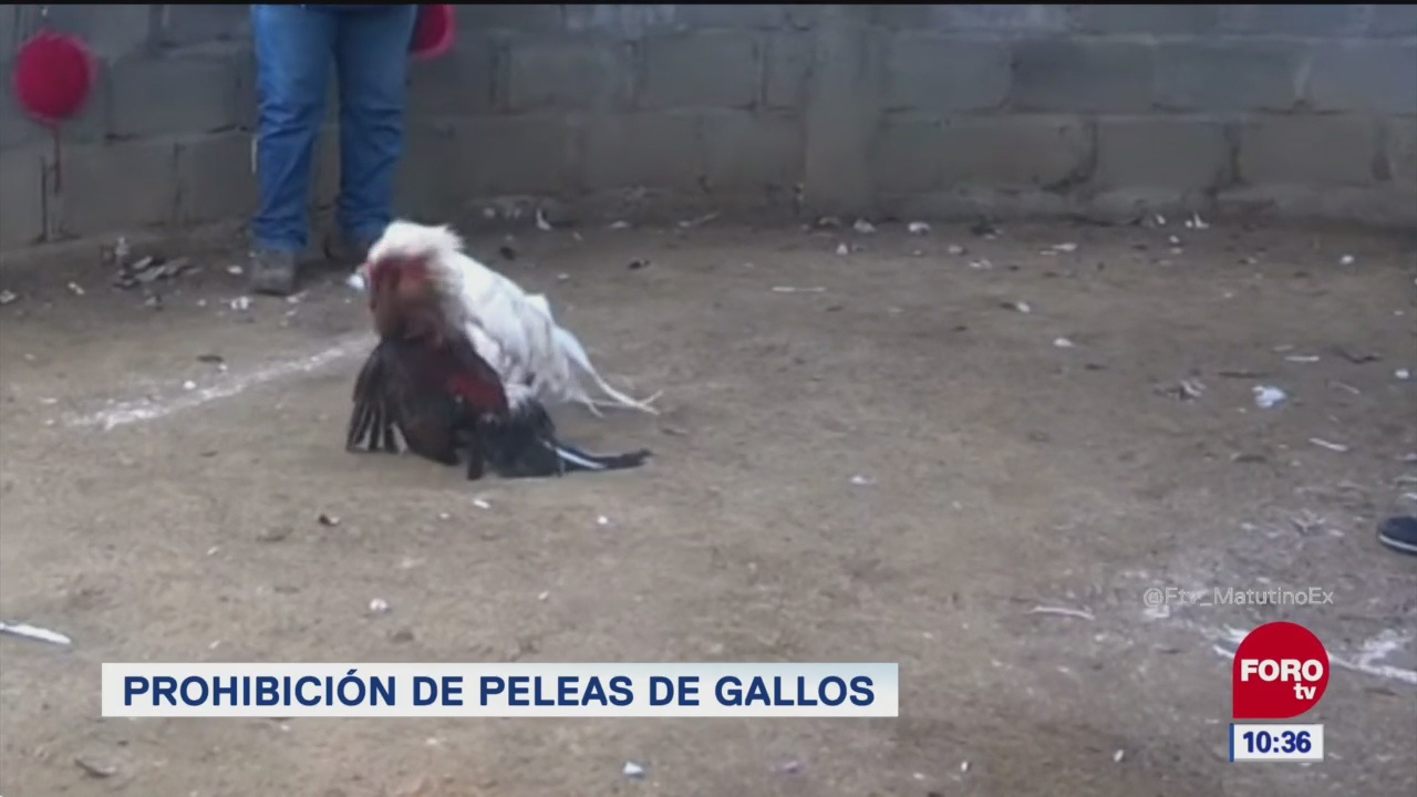 Extra, Extra: Prohibición de peleas de gallos