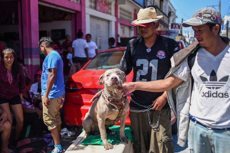 Bolillo, el perro migrante que acompaña a la caravana