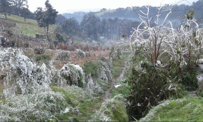 Frente frío 10 afecta producción de café en Misantla